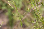 San Antonio false foxglove